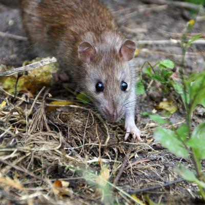 Norway Rat