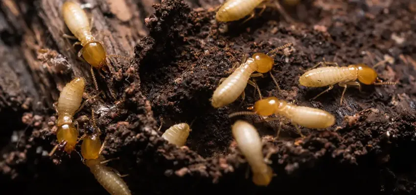 Drywood Termites