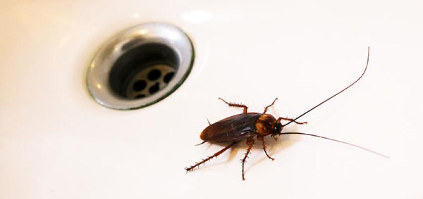 American Cockroach