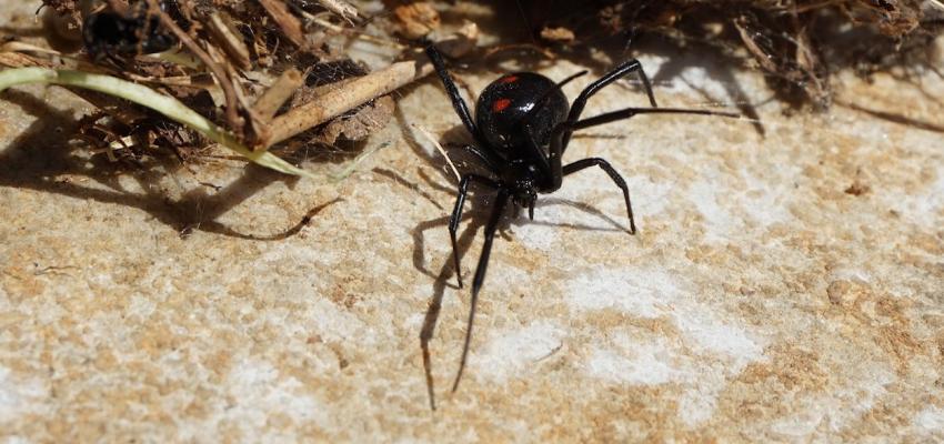 Black Widow Spider