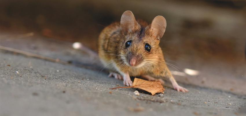 House Mouse