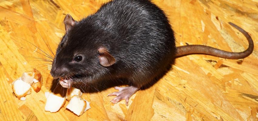 Roof Rat
