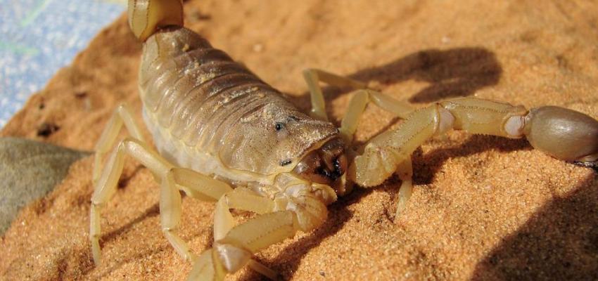 Arizona bark scorpion