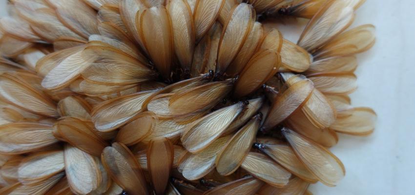 Termite Wings