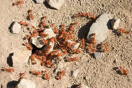 fire ants