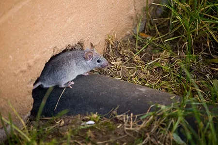 mouse next to entry into home