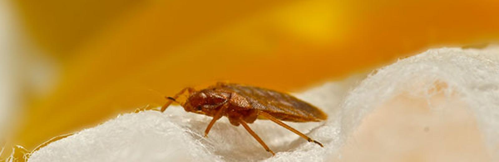 a bed bug on a sheet