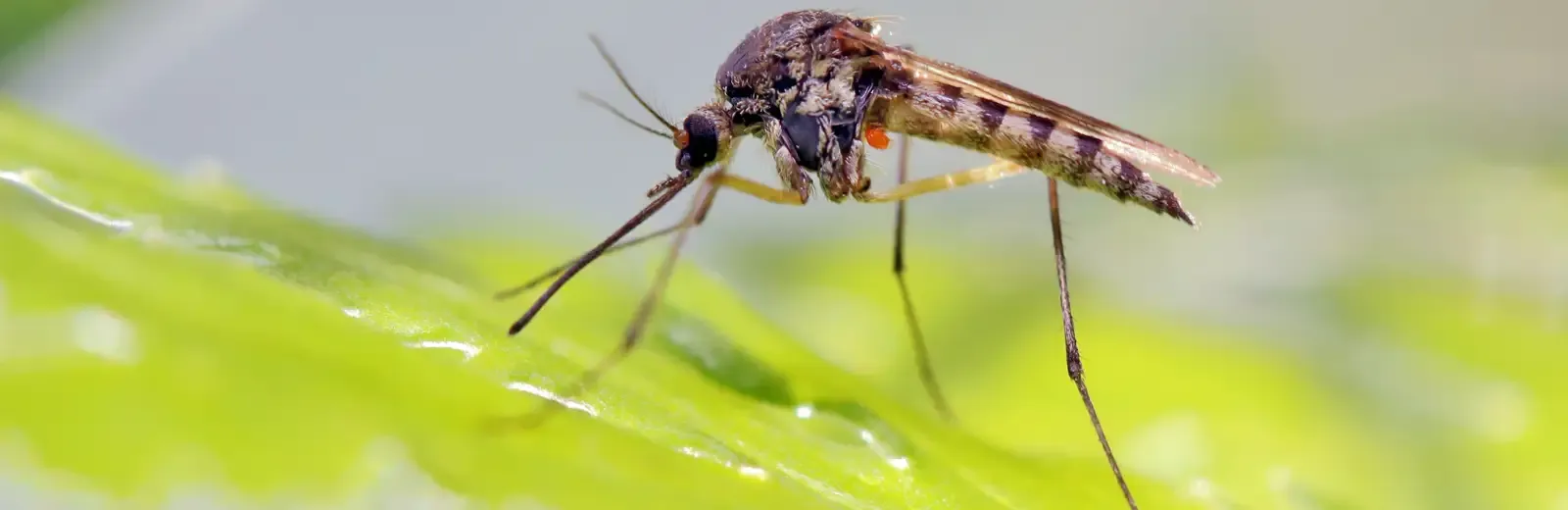 a mosquito on a leaf