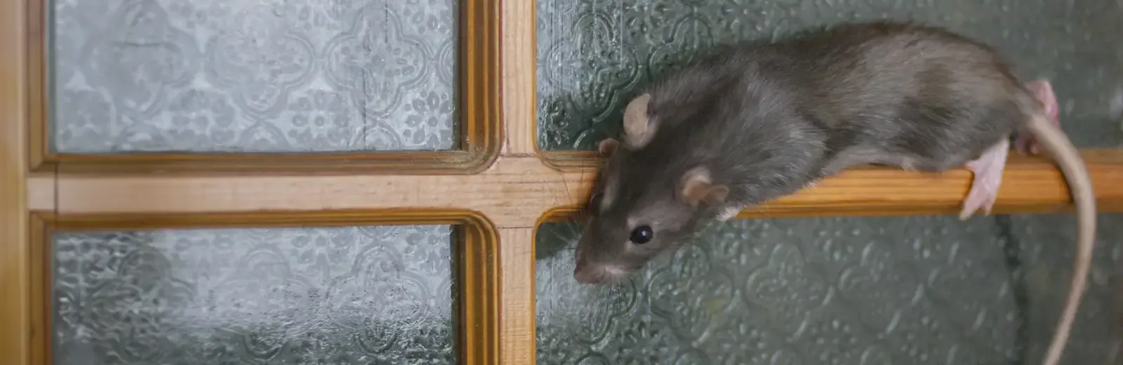 a rat on a window