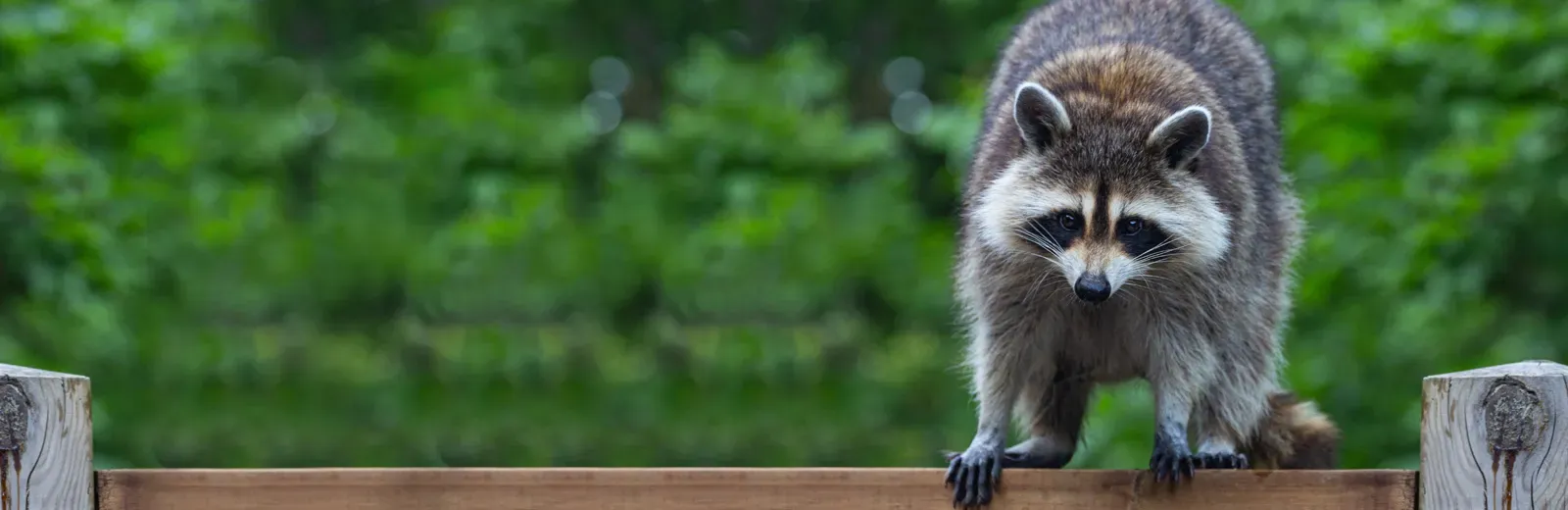 a raccoon on a fence