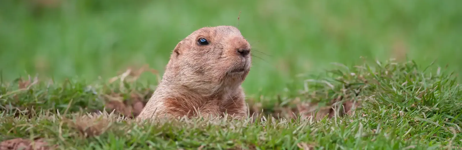 gopher-in-hole