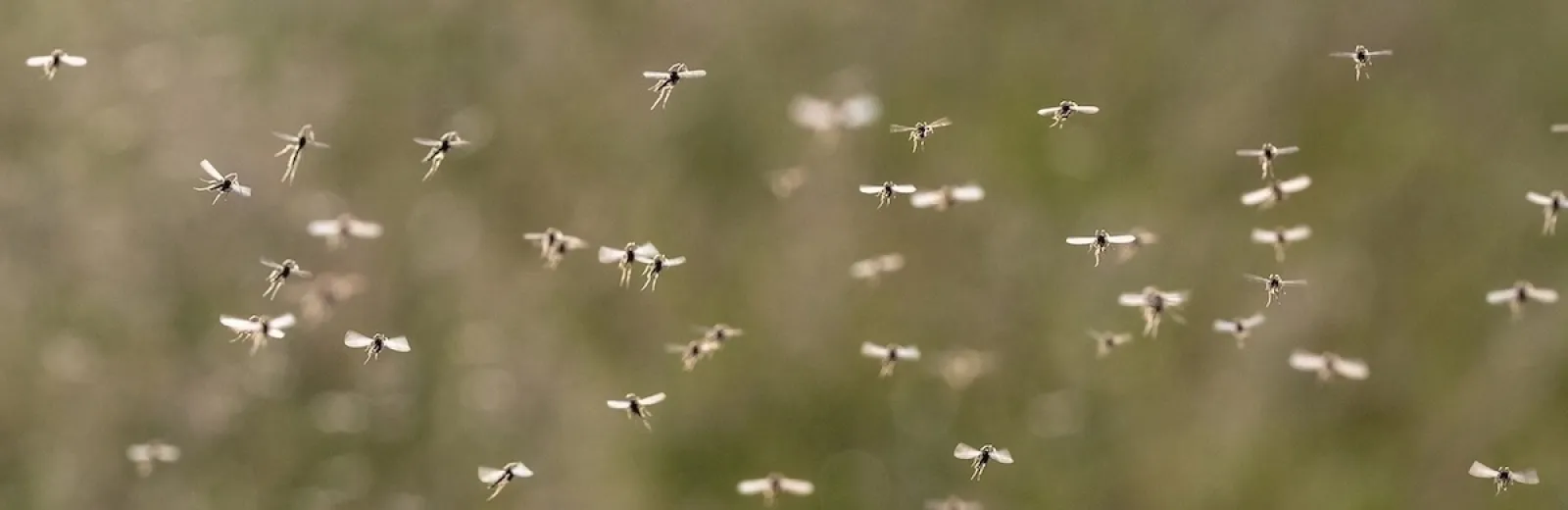mosquitos