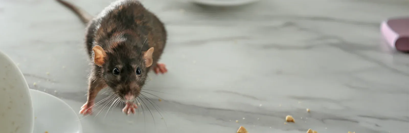 mouse in kitchen