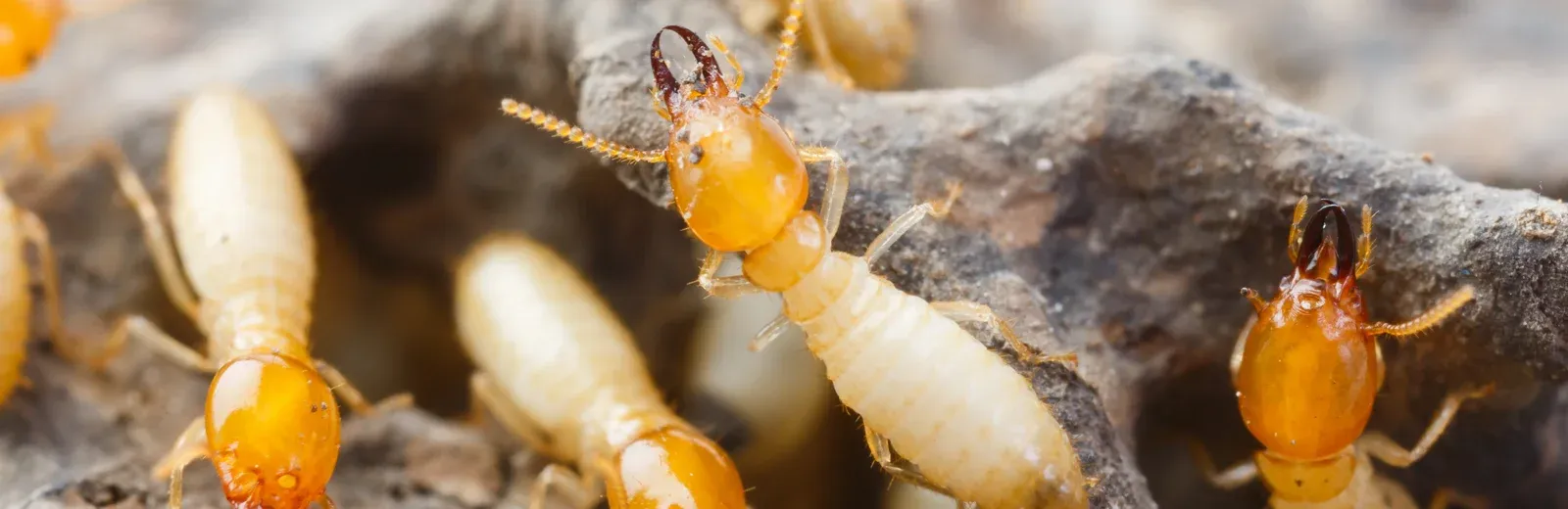 termites on wood