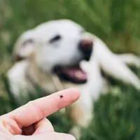 Someone holding a tick outdoors with a dog in the background