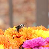 Bald Faced Hornet