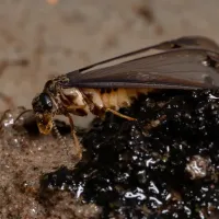 Termite Swarmer with Wings