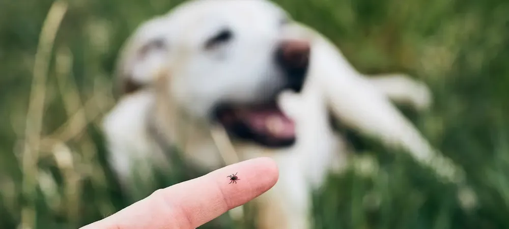 Someone holding a tick outdoors with a dog in the background