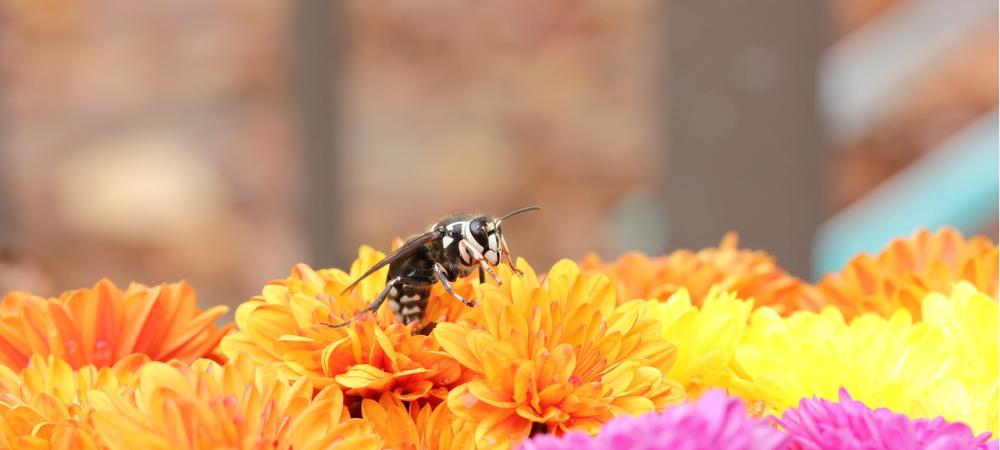 Bald Faced Hornet