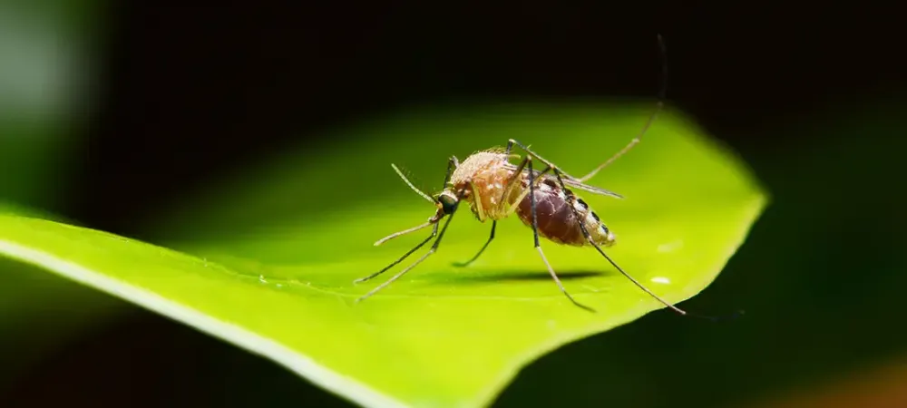 Mosquito on leaf