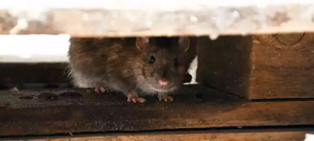 Rodent hiding between two wooden beams