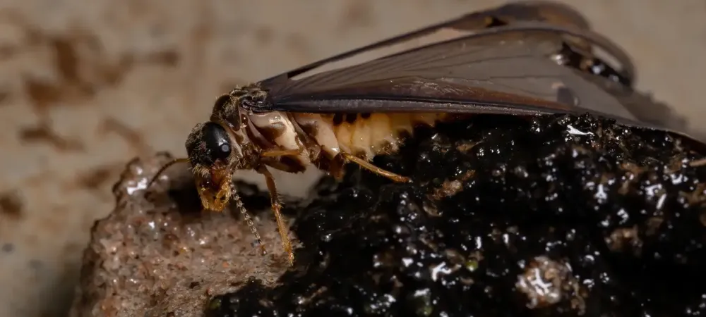 Termite Swarmer with Wings