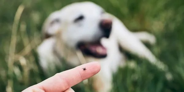Someone holding a tick outdoors with a dog in the background