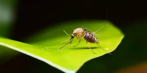Mosquito on leaf