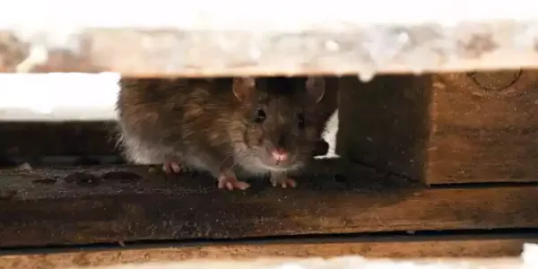 Rodent hiding between two wooden beams