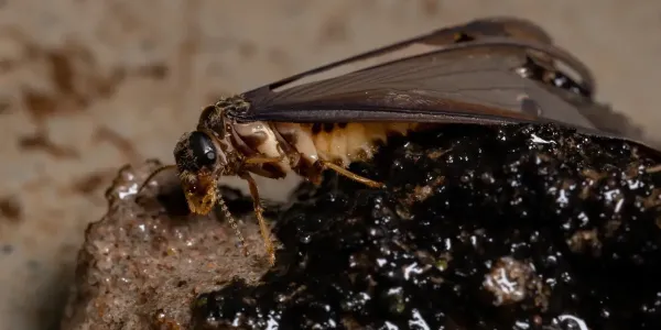 Termite Swarmer with Wings