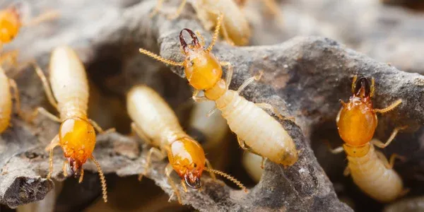 termites on wood